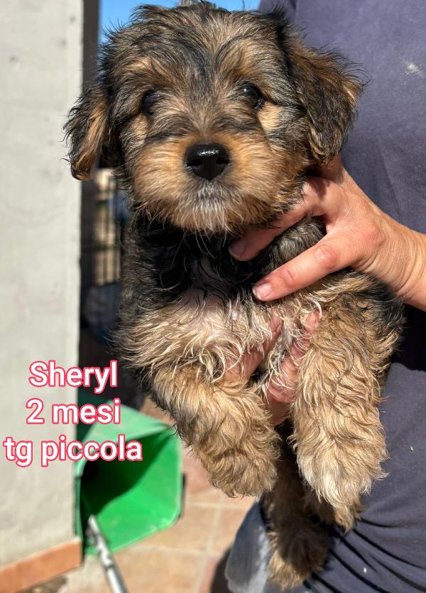 Cagnolini Dai 6 Ai 15 Chili Massimi 
