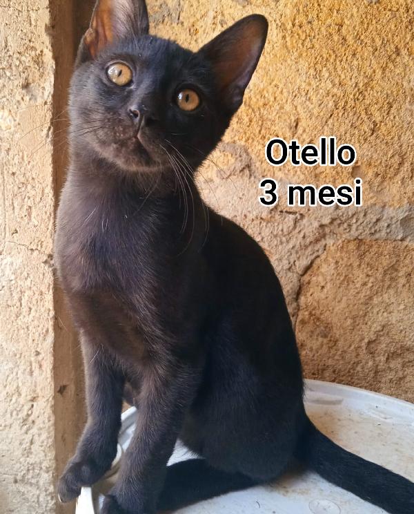 GATTINI: SIAMO AL COLLASSO Foto 4