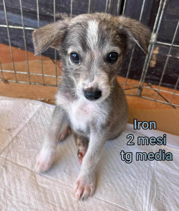 Invisibili cuccioli da salvare  Foto 3