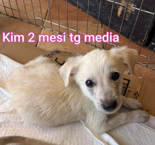 Invisibili cuccioli da salvare  Foto 4