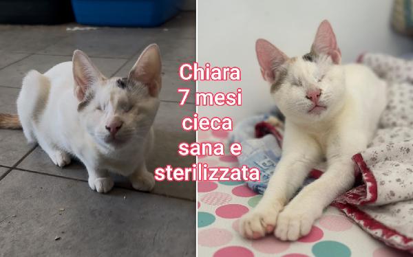 Telefona per salvare un micio Foto 6