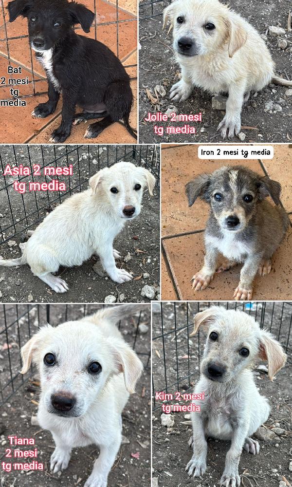 Chiama X Salvare Un Cucciolo 