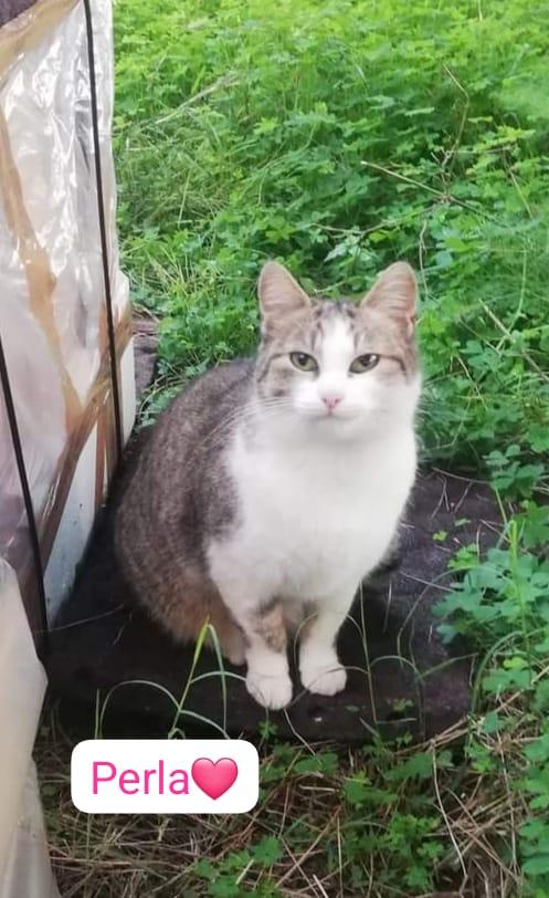 Gatti maschi e femmine cercano casa  Foto 3