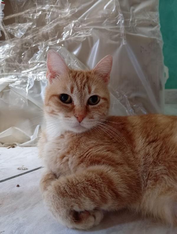 Gatti maschi e femmine cercano casa  Foto 5