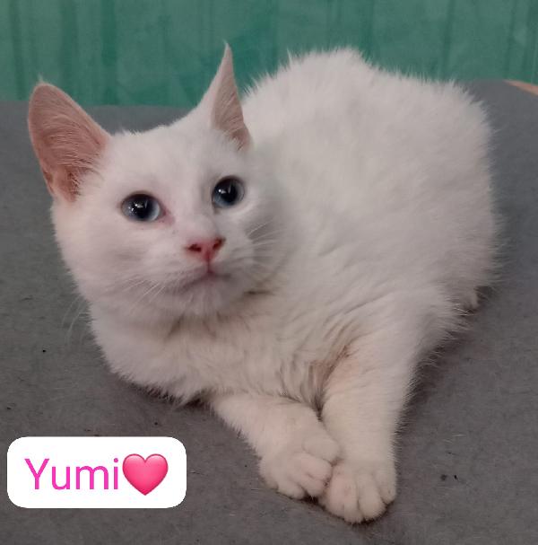 Gatti maschi e femmine cercano casa  Foto 7