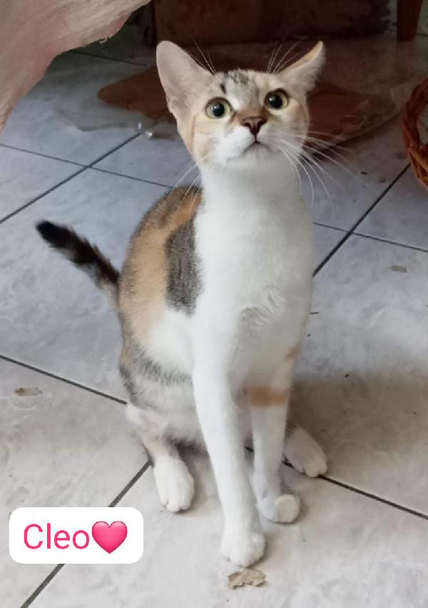 Gatti maschi e femmine cercano casa  Foto 8