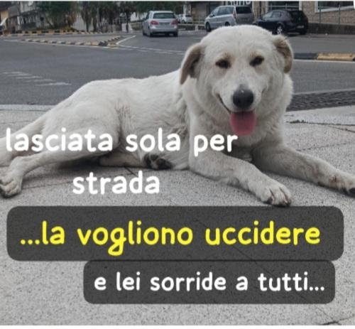 Femmina 18Mesi Mollata In Strada La Vogliono Avvelenare!!
