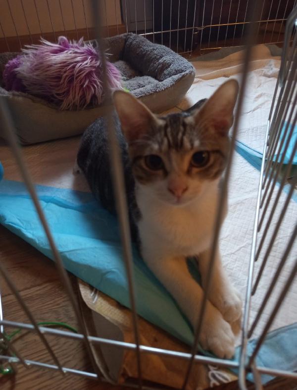 Taco, Dolcissimo Gattino Tigrato, Cerca Adozione