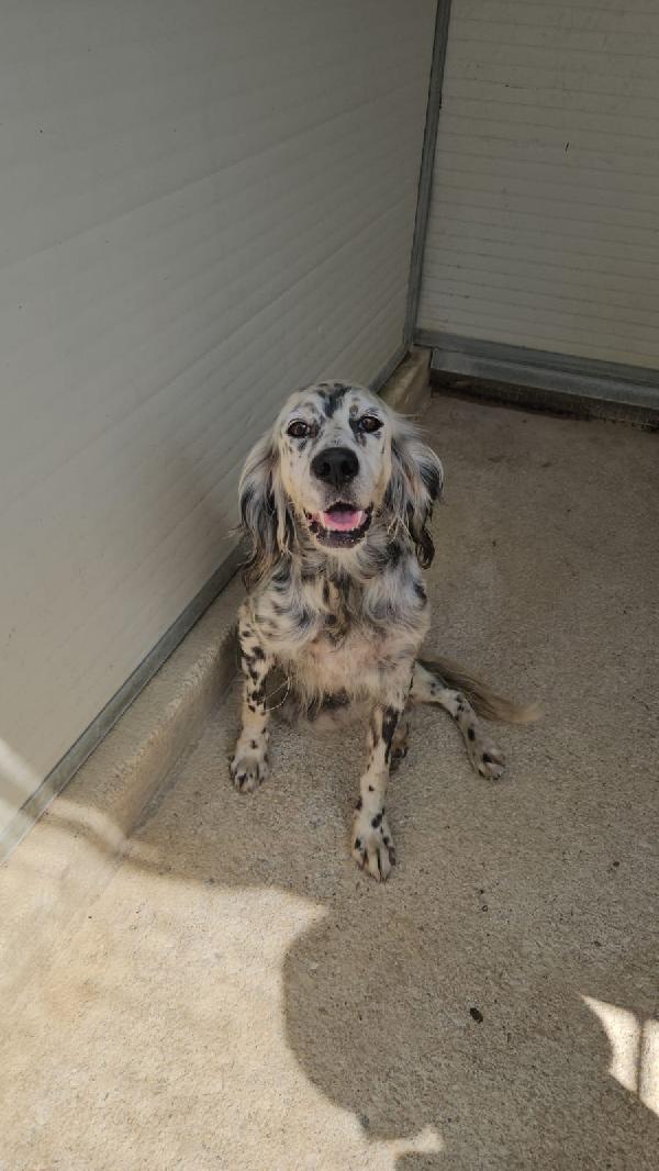 Oasi Splendida Setter Cerca Famiglia