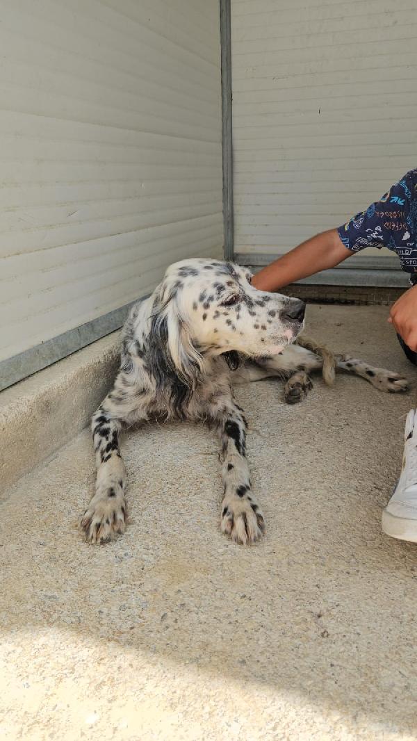 OASI SPLENDIDA SETTER CERCA FAMIGLIA Foto 2