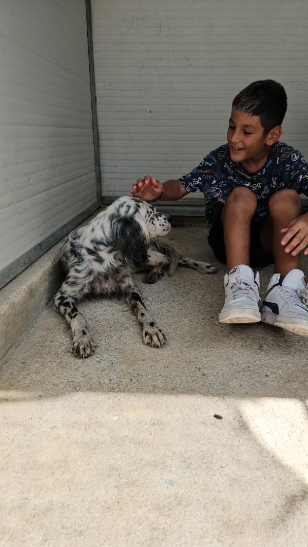 OASI SPLENDIDA SETTER CERCA FAMIGLIA Foto 3