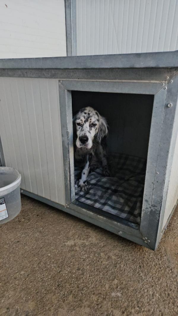 OASI SPLENDIDA SETTER CERCA FAMIGLIA Foto 4