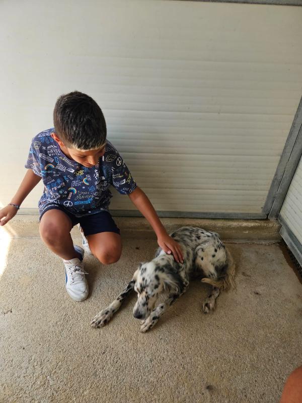 OASI SPLENDIDA SETTER CERCA FAMIGLIA Foto 5