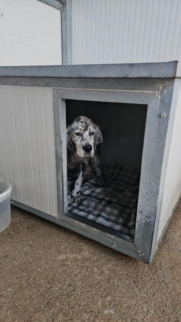 OASI SPLENDIDA SETTER CERCA FAMIGLIA Foto 6