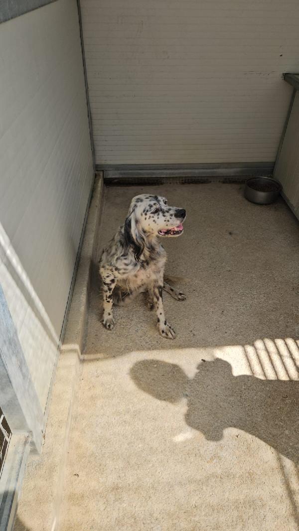 OASI SPLENDIDA SETTER CERCA FAMIGLIA Foto 7