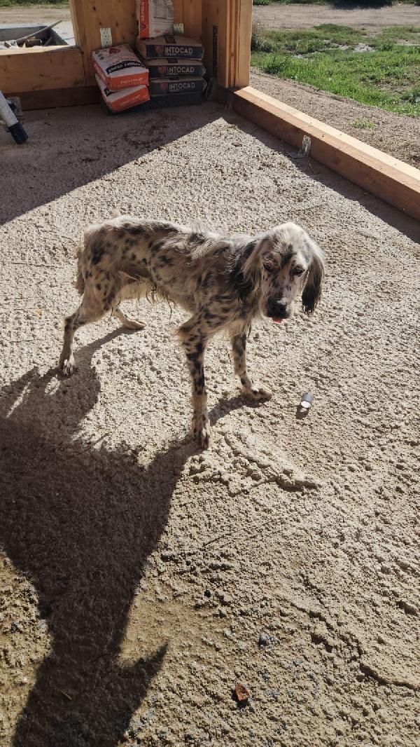 OASI SPLENDIDA SETTER CERCA FAMIGLIA Foto 8