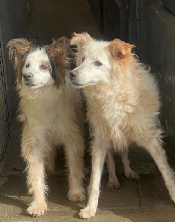 2Sorelle 13Anni Entrate Cucciole In Canile!