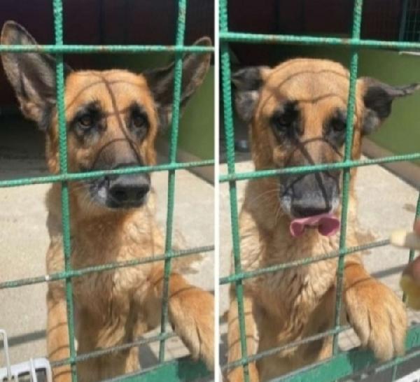 Pastore Femmina 7/8Anni Napoli Sos