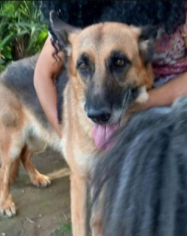 Pastore femmina 7/8anni NAPOLI SOS Foto 2