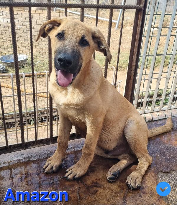 Amazon Cucciolo Maschio Mix Molosso