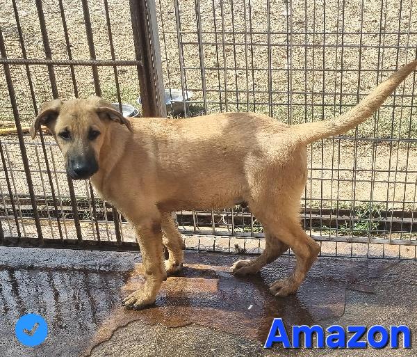 AMAZON cucciolo maschio mix molosso Foto 2