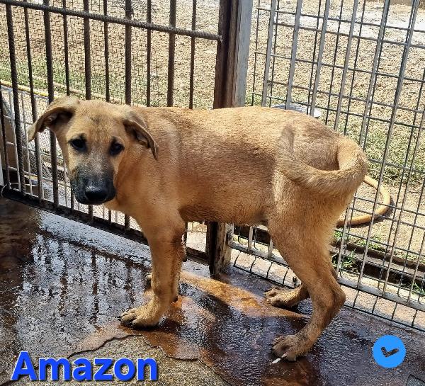AMAZON cucciolo maschio mix molosso Foto 3