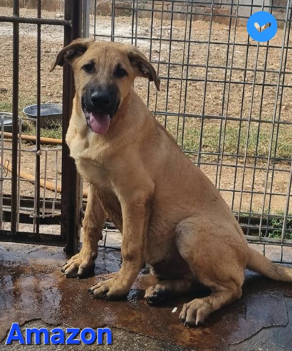 AMAZON cucciolo maschio mix molosso Foto 4
