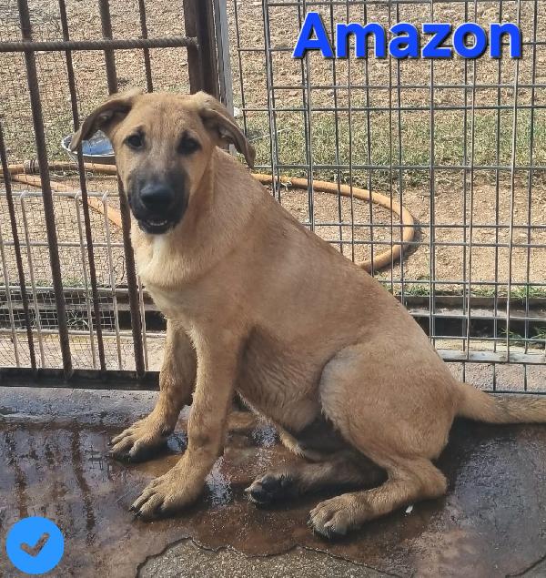 AMAZON cucciolo maschio mix molosso Foto 5