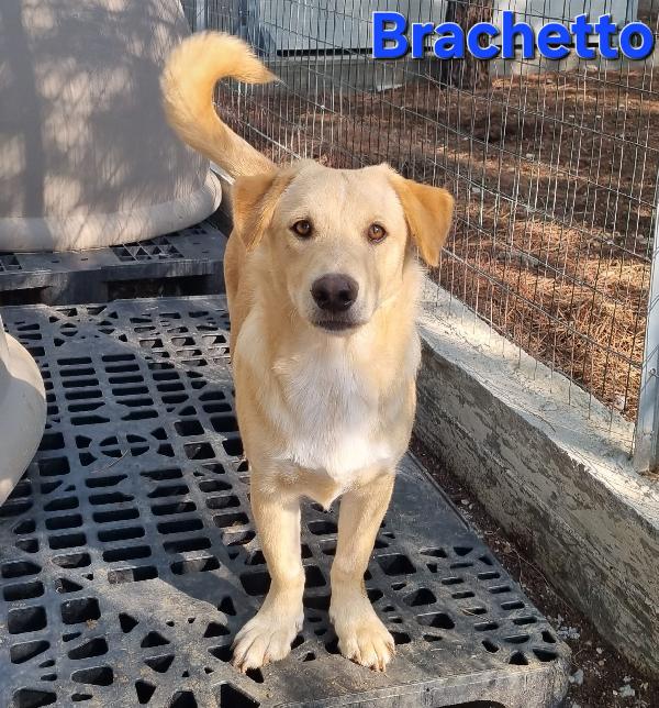 Brachetto Cucciolotto Taglia Piccola