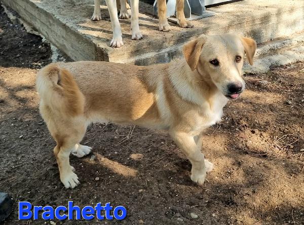 BRACHETTO CUCCIOLOTTO TAGLIA PICCOLA Foto 2