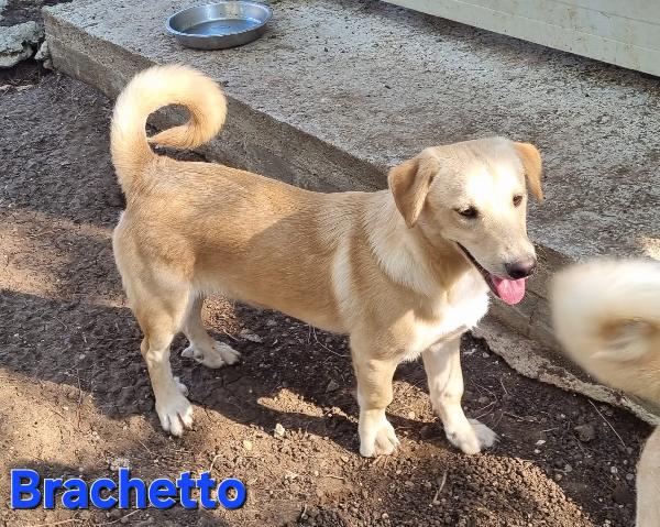 BRACHETTO CUCCIOLOTTO TAGLIA PICCOLA Foto 3