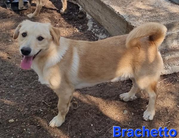 BRACHETTO CUCCIOLOTTO TAGLIA PICCOLA Foto 4