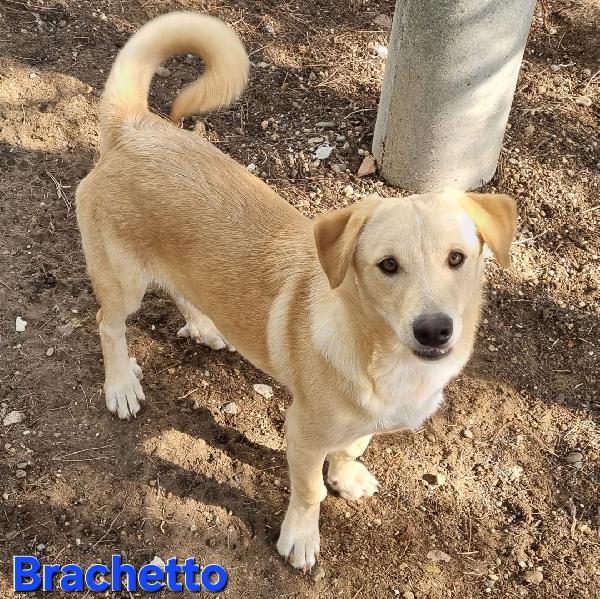 BRACHETTO CUCCIOLOTTO TAGLIA PICCOLA Foto 6