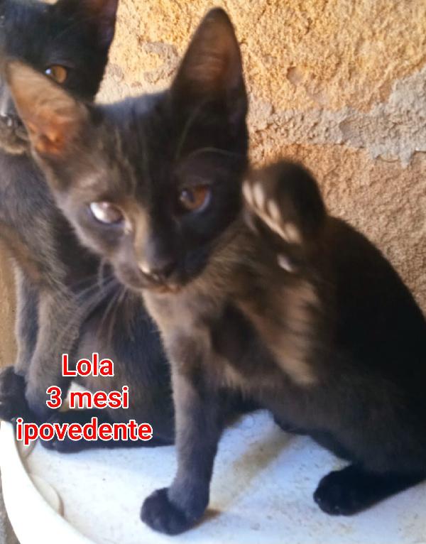 Stupendi micini da salvare Foto 5
