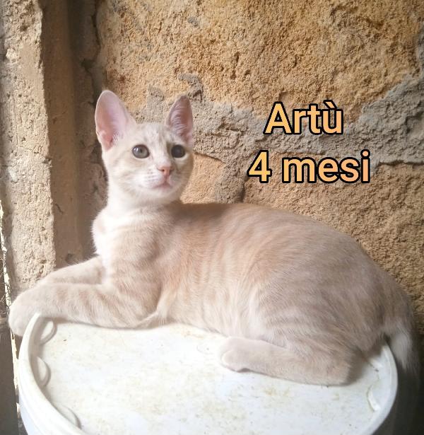 Stupendi micini da salvare Foto 6