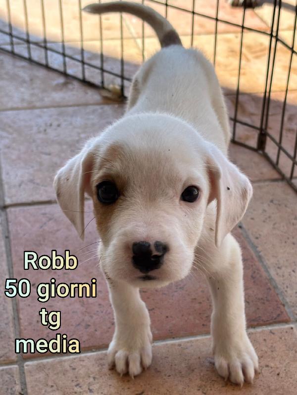 Cuccioli Abbandonati! Salvateli