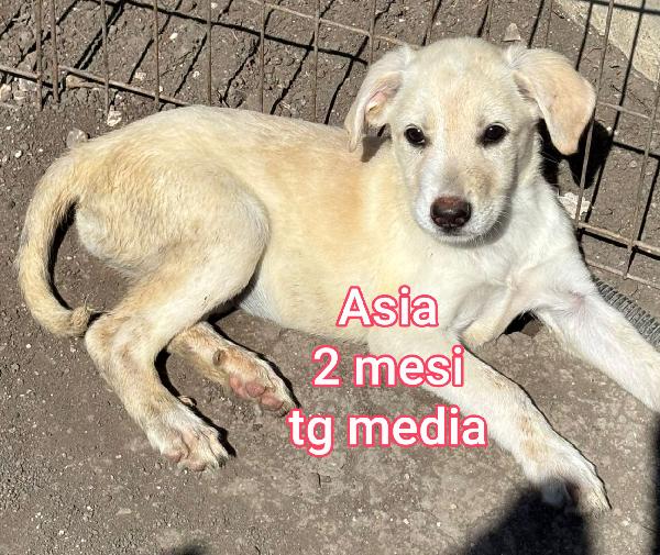 Cuccioli abbandonati! Salvateli Foto 2