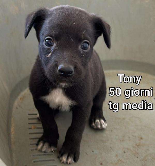 Cuccioli abbandonati! Salvateli Foto 6