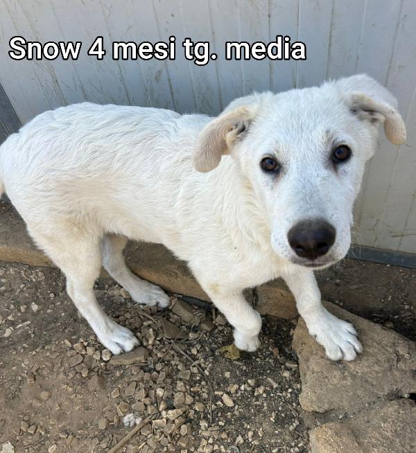 Cuccioli abbandonati! Salvateli Foto 10