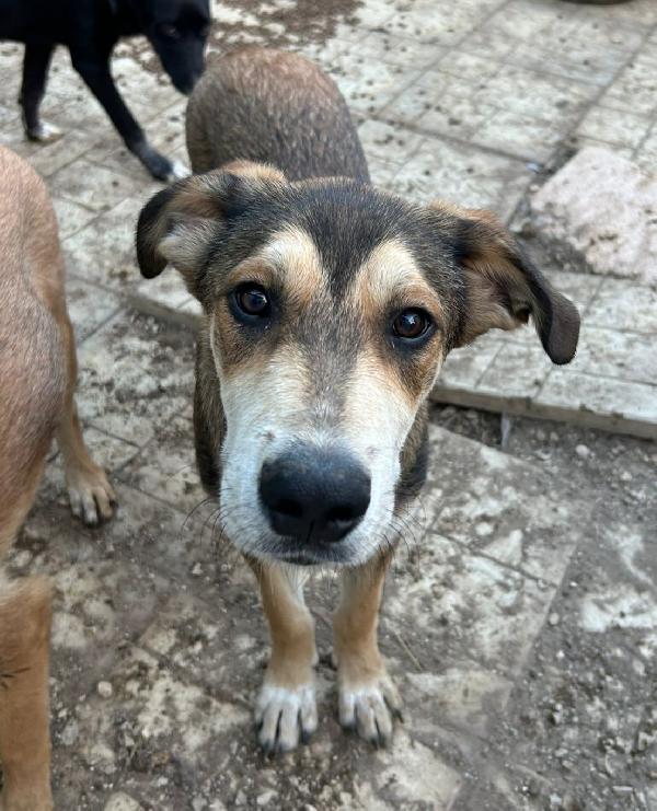 5 Mesi: Cucciolo Solo E Invisibile 