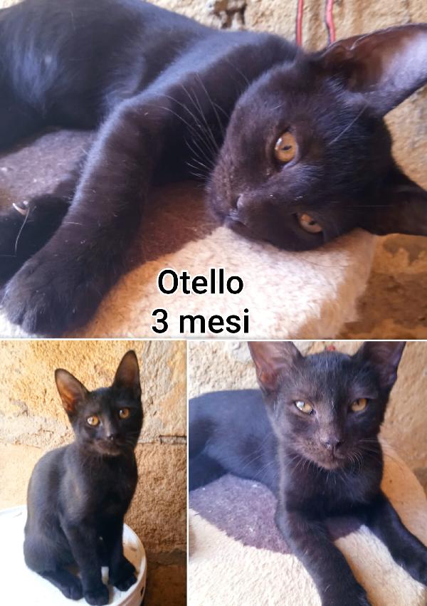 ADOZIONI MICETTI  Foto 2