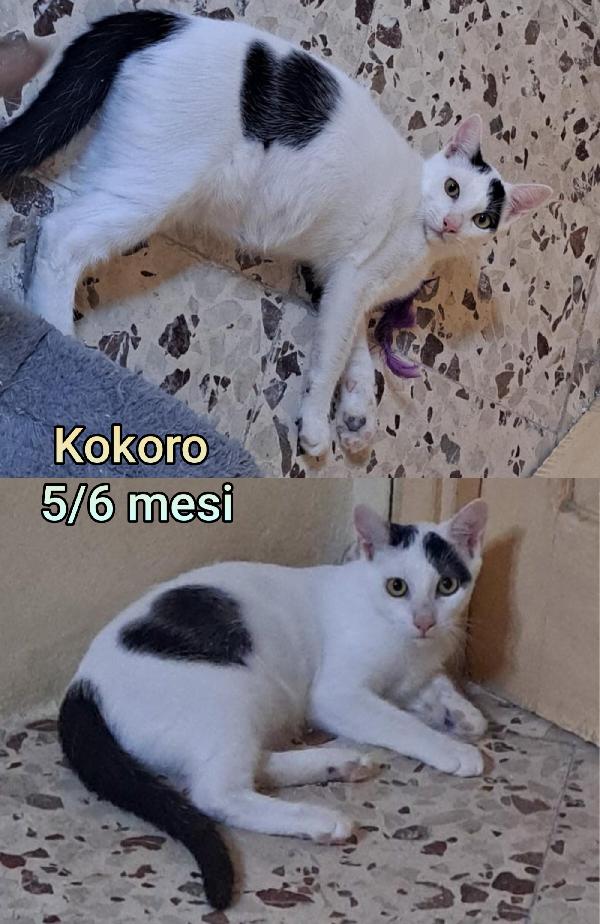 ADOZIONI MICETTI  Foto 3
