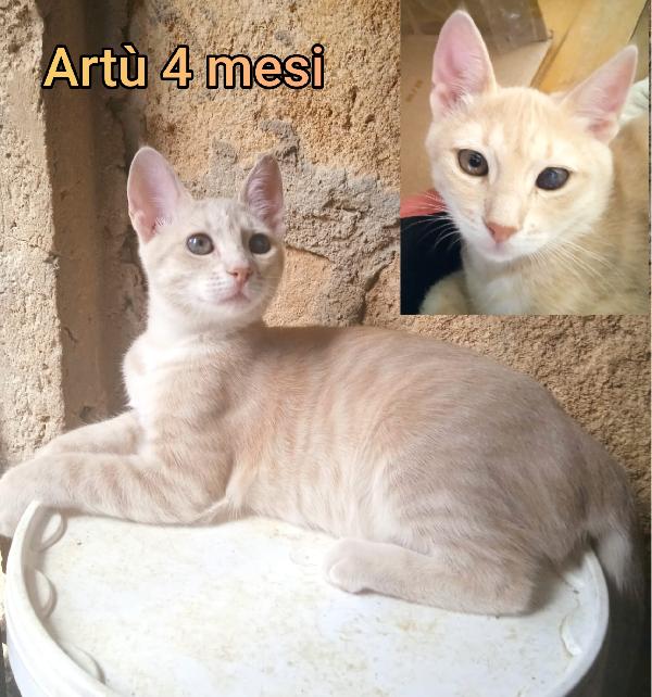 ADOZIONI MICETTI  Foto 4