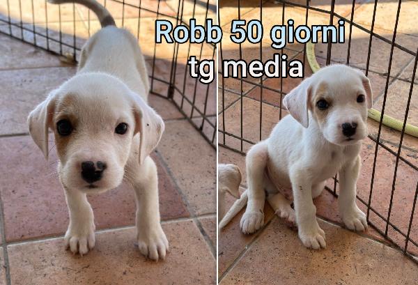 Troppi Cuccioli Senza Casa 