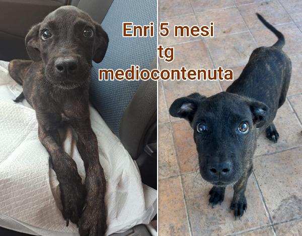 Troppi cuccioli senza casa  Foto 3