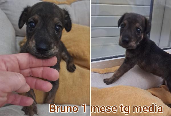 Troppi cuccioli senza casa  Foto 4
