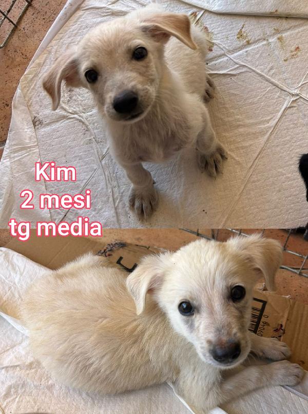 Troppi cuccioli senza casa  Foto 6