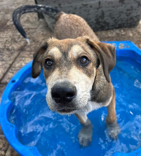 Adottami: Budino, 5 Mesi
