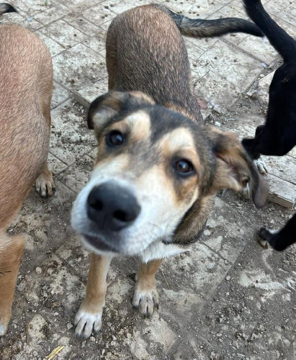 Adottami: budino, 5 mesi Foto 5