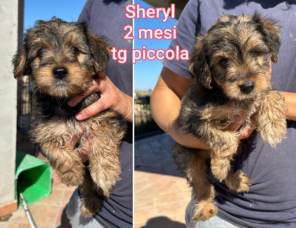 Cagnolini Taglia Piccolina